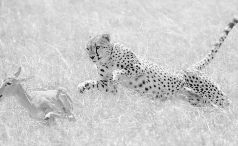 Member of the Fast Five/Tano Bora makes the final leap to hunt a baby Topi as captured by Clement Kiragu on photo safari
