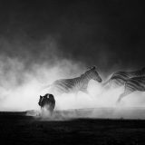 Lioness hunts zebras as a cloud of dust rises at sunset as captured by Clement Kiragu on a 2018 photo safari