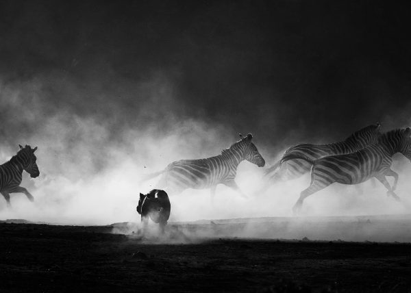 Lioness hunts zebras as a cloud of dust rises at sunset as captured by Clement Kiragu on a 2018 photo safari