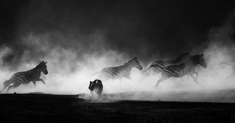 Lioness hunts zebras as a cloud of dust rises at sunset as captured by Clement Kiragu on a 2018 photo safari