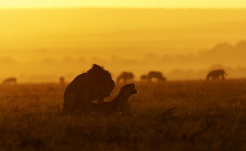 Lions mating in golden hour in Maasai Mara captured on a ClementWild photo safari