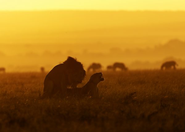 Lions mating in golden hour in Maasai Mara captured on a ClementWild photo safari