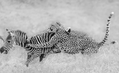 Tano Bora / Fast Five hunt a zebra during a ClementWild Photo Safari in Maasai Mara