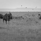 Lioness launches a hunt in Maasai Mara captured on Photo Safari with ClementWild