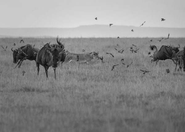 Lioness launches a hunt in Maasai Mara captured on Photo Safari with ClementWild