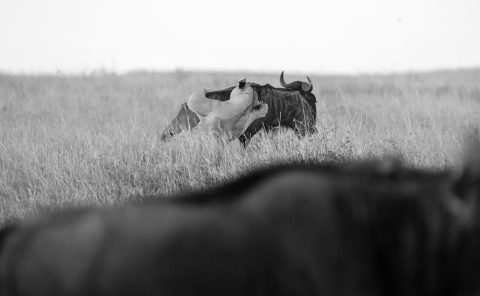 Lioness hunting Wildebeests in Mara captured by Clement Kiragu