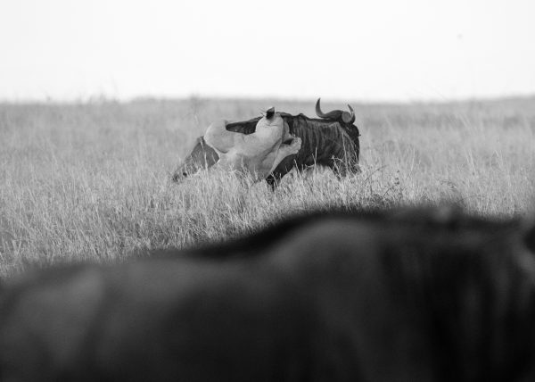 Lioness hunting Wildebeests in Mara captured by Clement Kiragu