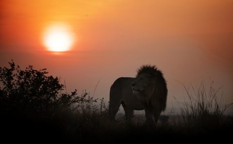 Lion King at sunrise in Maasai Mara captured during ClementWild Photo Safari