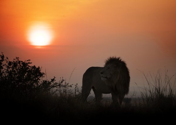 Lion King at sunrise in Maasai Mara captured during ClementWild Photo Safari