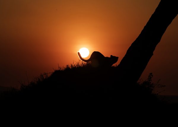 Cheetahs tail around the rising sun as photographed by Clement Wild
