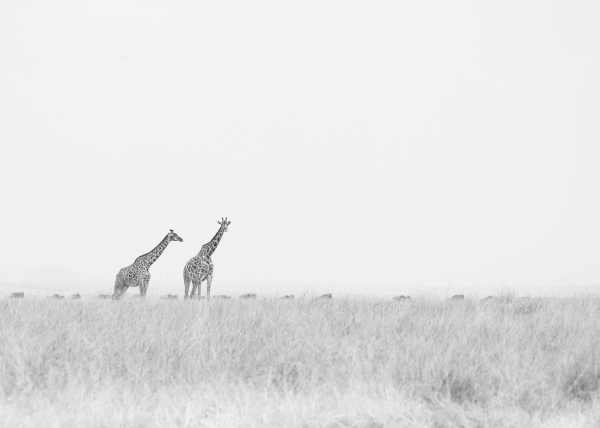 Giraffes stand tall as the wildebeest continue on their journey in search of fresher pastures as captured by Clement Kiragu on photo safar