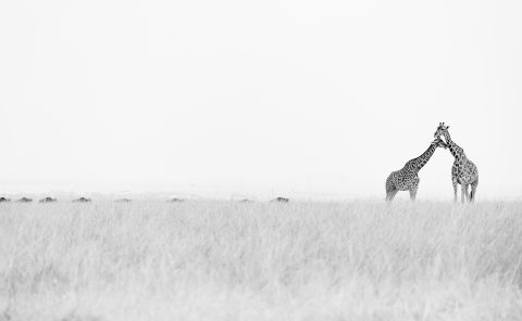 Giraffes stand tall in the savannah as photographed by ClementWIld