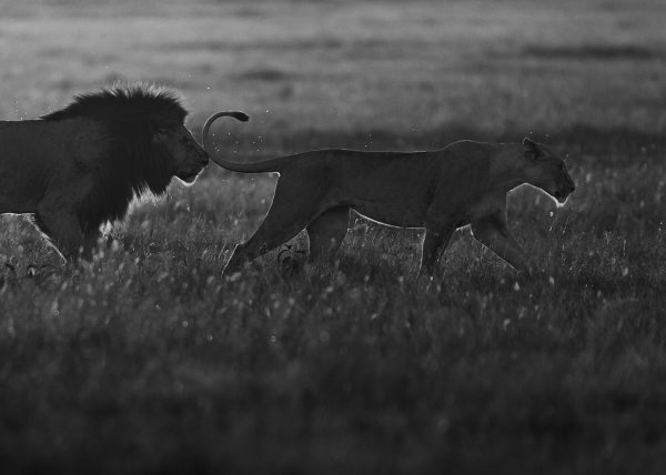 Lion follows lioness during mating ritual as captured by ClementWild in Maasai Mara