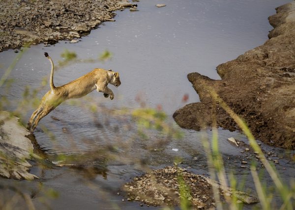 Lioness jumps across a river photographed while on photo safari with Clement Kiragu