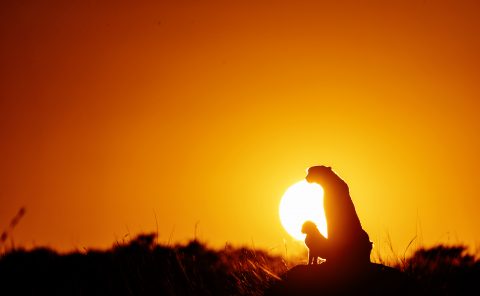 Kweli the cheetah stands on a mount at sunrise with her 2 cubs as captured by ClementWild on photo safari