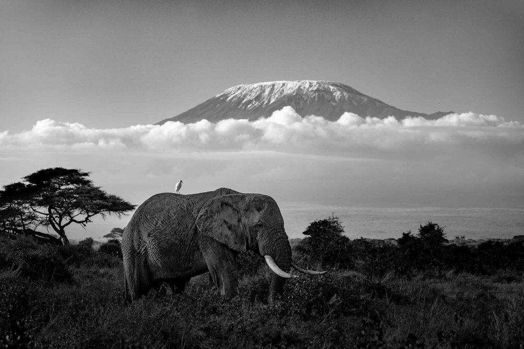 Elephant Kilimanjaro bird, Clement Wild, Photo Safari in Amboseli