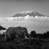 Elephant Kilimanjaro bird, Clement Wild, Photo Safari in Amboseli