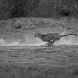 ClementWild, cheetah hunting