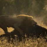 ClementWild, Male Lion hunting