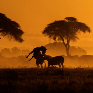 Silhouette of two Zebras playing in golden light as captured by wildlife photographer and tour leader ClementWild