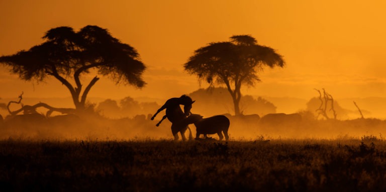 Silhouette of two Zebras playing in golden light as captured by wildlife photographer and tour leader ClementWild