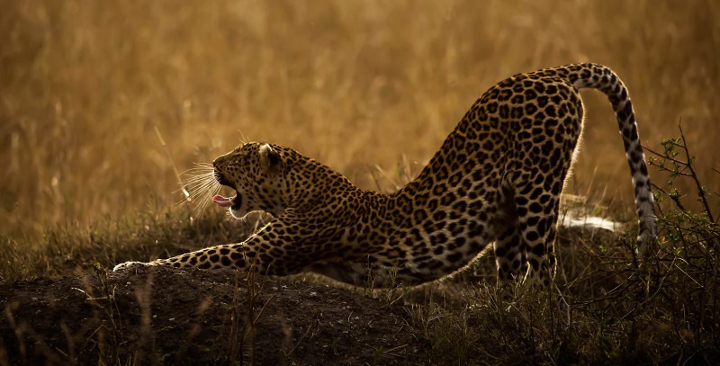 ClementWild, Lorian, Leopard, Maasai Mara