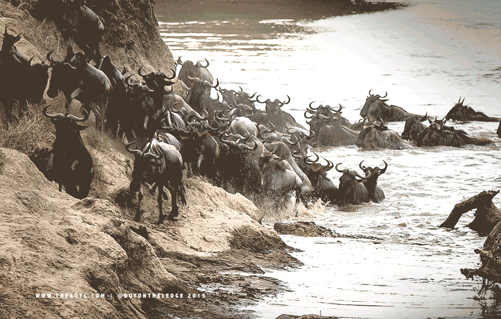 Monster crocodile hunting a wildebeest at the mara river during the annual great migration as captured by photo tour leader Clement Wild