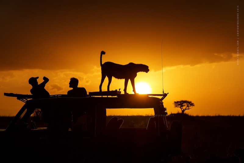 Silhouette of tourists taking a selfie with cheetah on top of a safari jeep at sunset as captured by wildlife photographer clement kiragu