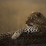 ClementWild, Lorian, Leopard, Maasai Mara