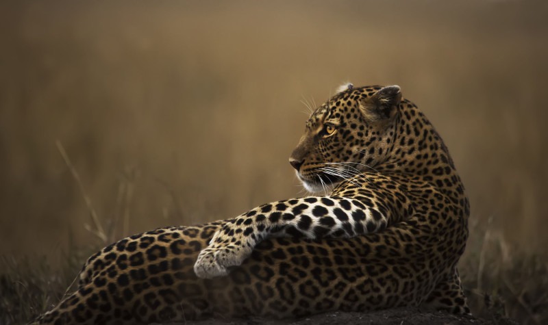 ClementWild, Lorian, Leopard, Maasai Mara