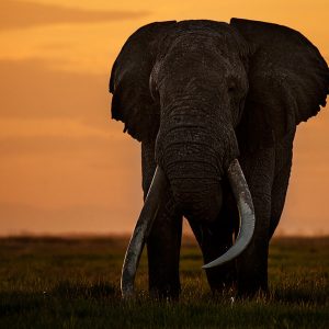 big tusker elephant shot in Amboseli Kenya by clement wild