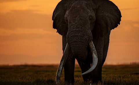 big tusker elephant shot in Amboseli Kenya by clement wild