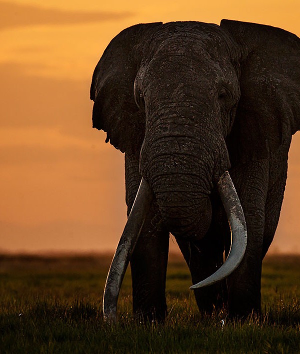 big tusker elephant shot in Amboseli Kenya by clement wild
