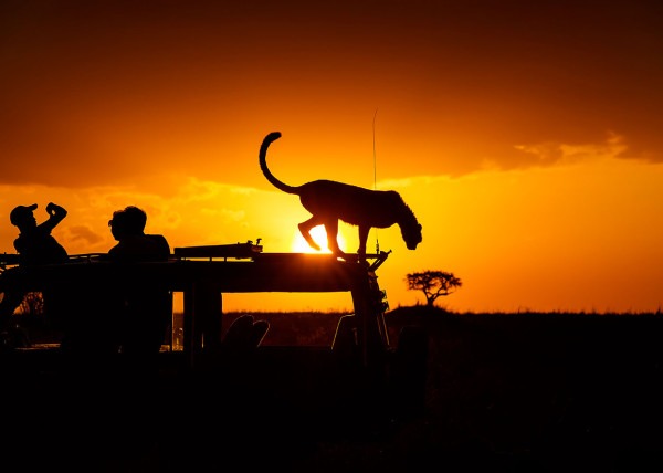 Silhouette of tourists taking a selfie with cheetah on top of a safari jeep at sunset as captured by wildlife photographer clement kiragu