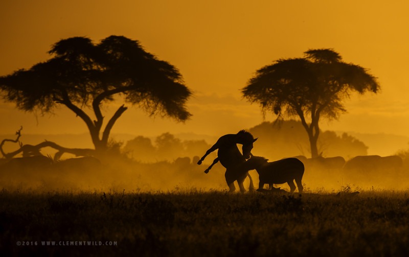 Silhouette of two Zebras playing in golden light as captured by wildlife photographer and tour leader ClementWild