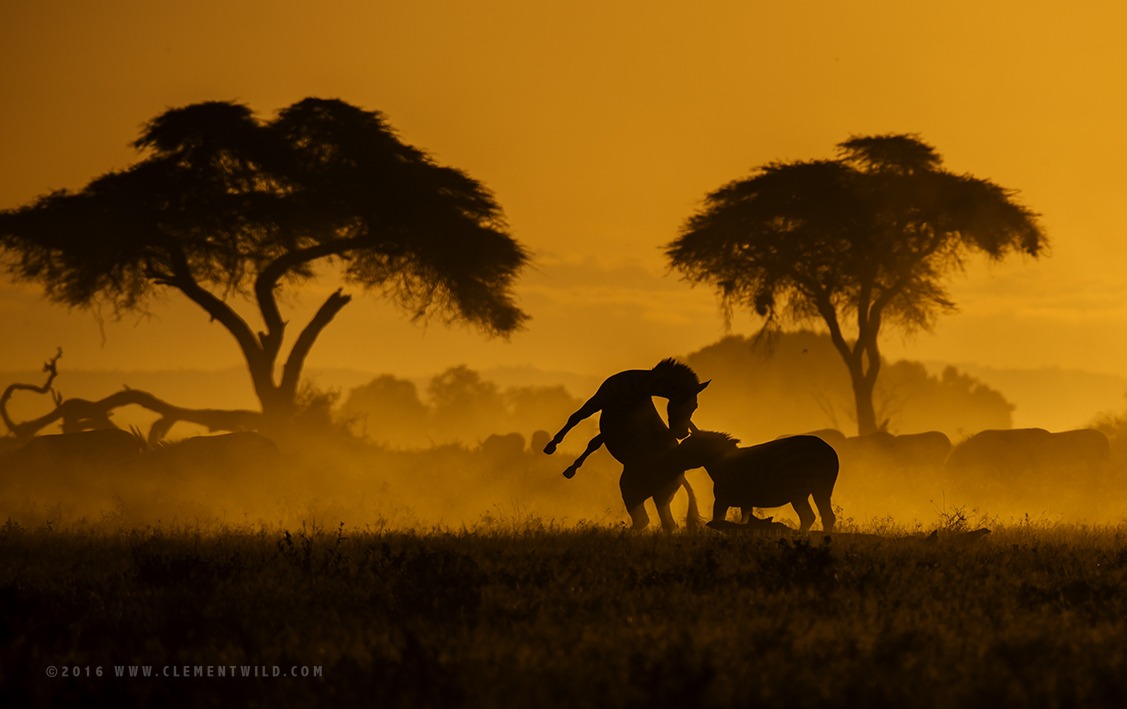 Silhouette of two Zebras playing in golden light as captured by wildlife photographer and tour leader ClementWild