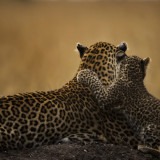 ClementWild, Lorian, Leopard, Maasai Mara
