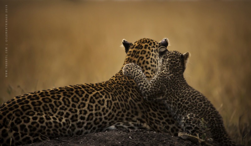 ClementWild, Lorian, Leopard, Maasai Mara