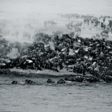 Hundreds of wilderbeests gather at the mara river during the great wildebeest migration as captured by photo tour leader Clement Wild