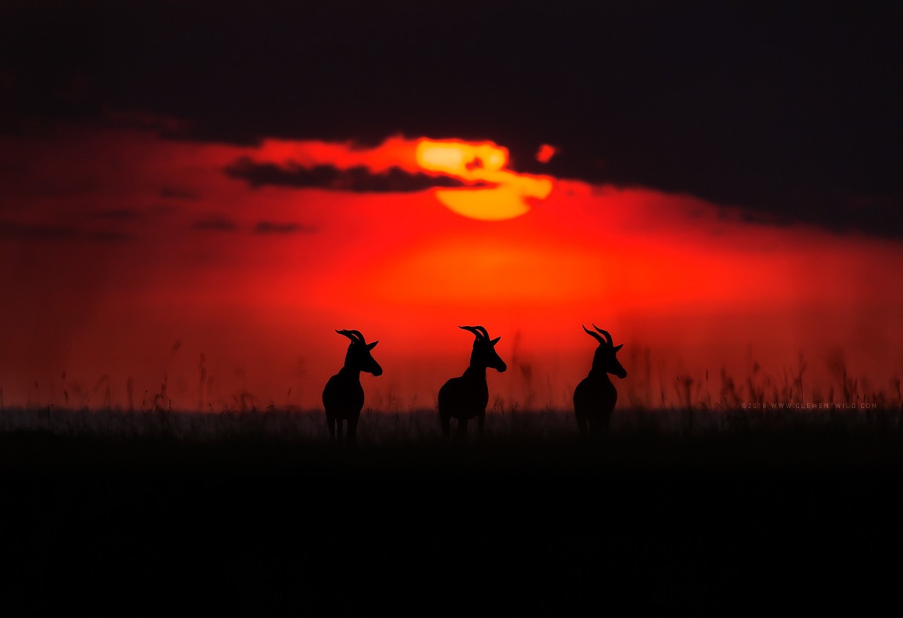 3 topis at sunset facing same direction as captured by wildlife photographer Clement Kiragu