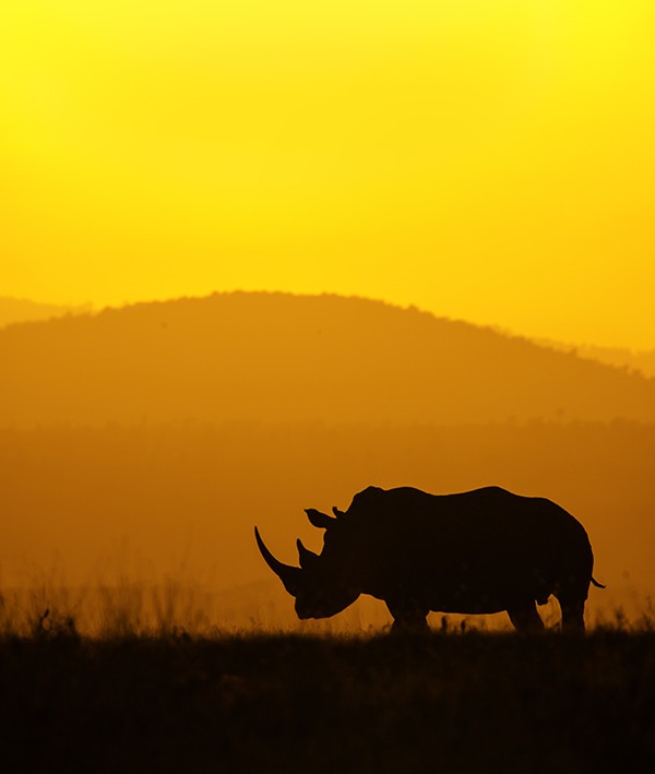 Silhouette of a rhino at Solio ranch Kenya as captured by photo tour leader Clement Wild