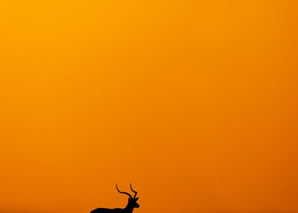 Silhouette of an Impala in Maasai mara as captured by wildlife photographer Clement Wild