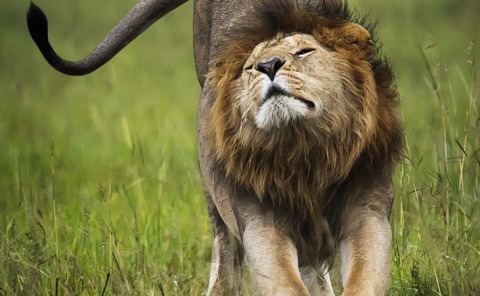 Male Lion stretching with a beautiful bokeh green background