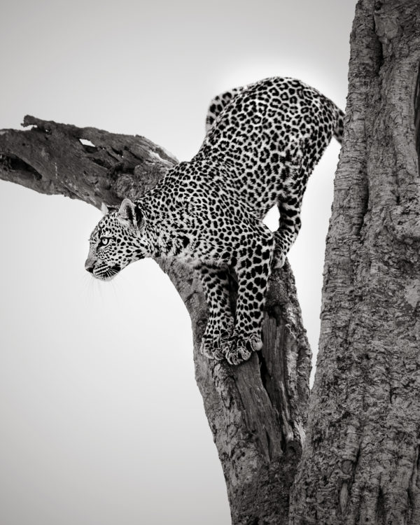 Black and white of a leopard on a tree looking at prey as captured by wildlife photographer ClementWild on his photo safari