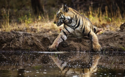 Tiger reflection in Bandhavgarh National Park India as captured by wildlife photographer ClementWild on his photo safari