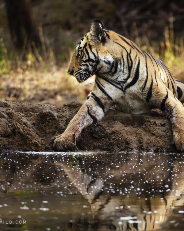 Tiger reflection in Bandhavgarh National Park India as captured by wildlife photographer ClementWild on his photo safari