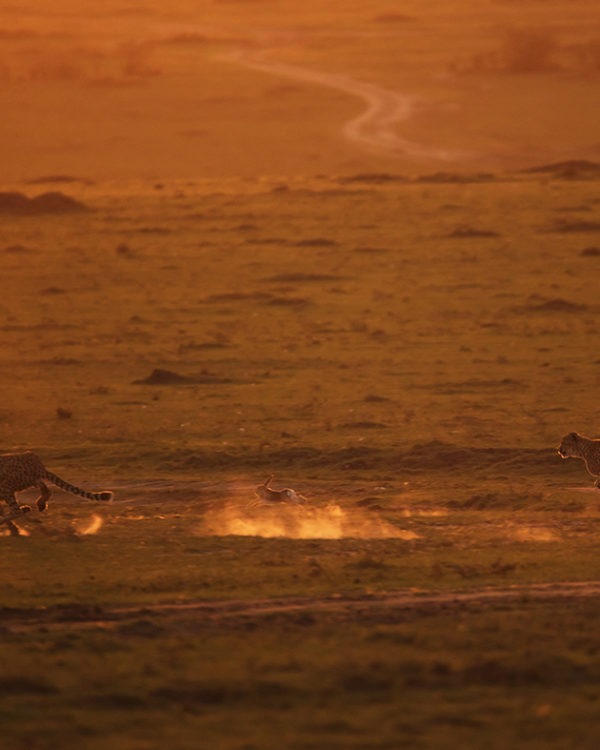 Two cheetahs hunting a rabbit in golden light as captured by photo tour leader ClementWild