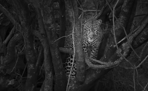 Black and white image of Leopard emerging from a dark bush with trees as captured by photo tour leader ClementWild