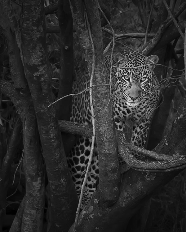 Black and white image of Leopard emerging from a dark bush with trees as captured by photo tour leader ClementWild