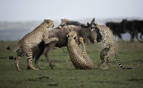 Winning image of cheetahs hunting wildebeest as captured by Africa's Photographer of the year 2017 Clement Kiragu